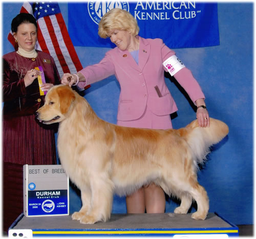 Golden retriever 2024 club of america